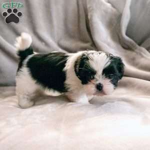 Blossom, Shih Tzu Puppy